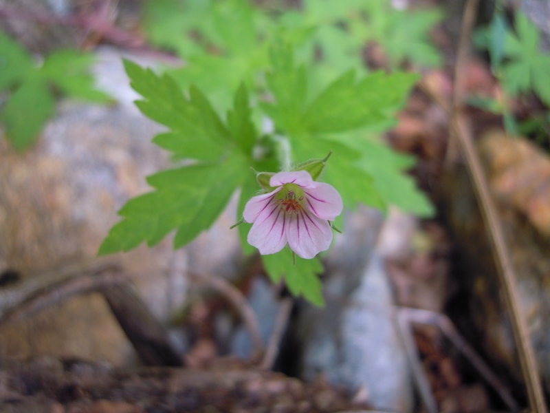 Geranium sibiricum / Geranio di Siberia